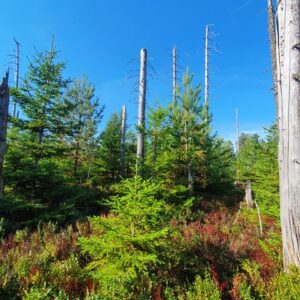 Die Große Bannwald-Tour 346 Die Große Bannwald-Tour