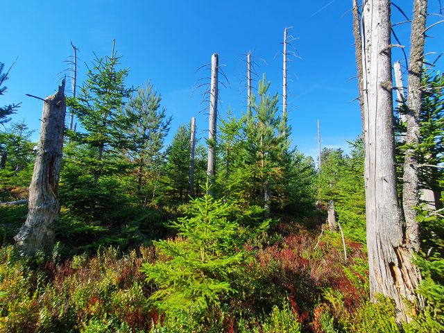 Die Große Bannwald-Tour