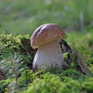 Événements 138 Erlebnis Pilze