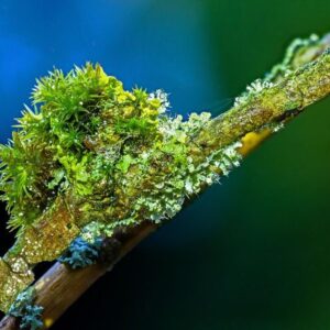 Moose und Flechten entdecken 474 Moose und Flechten entdecken