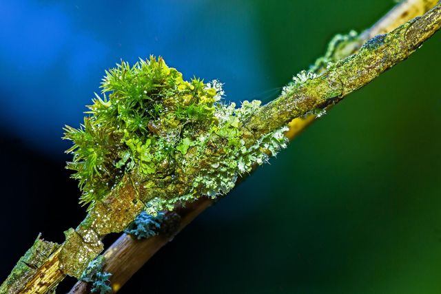 Moose und Flechten entdecken