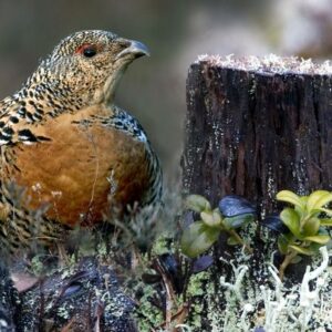 Événements 82 Wir helfen dem Auerhuhn mit Hand und Verstand