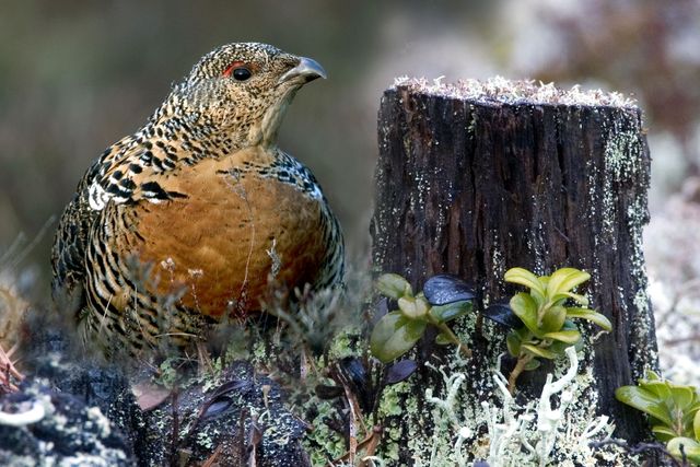 Wir helfen dem Auerhuhn mit Hand und Verstand
