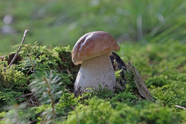 Erlebnis Pilze