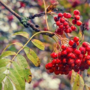 Événements 322 Essbare & heilsame Wildpflanzen im Herbst