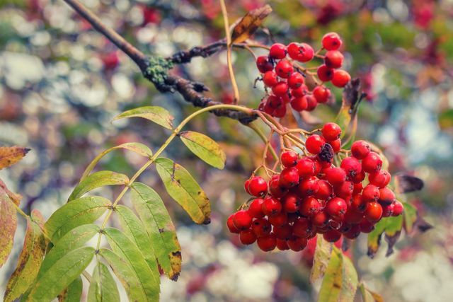 Essbare & heilsame Wildpflanzen im Herbst