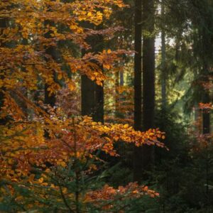 Événements 177 Lieblingstour im Herbst