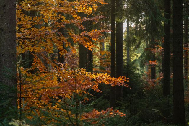 Lieblingstour im Herbst