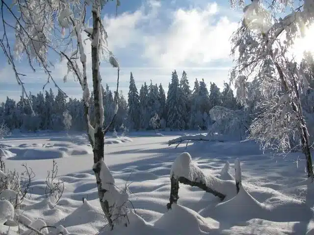 Ausklang! Silvesterwanderung im Winterwald